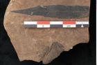 Foto (Detailansicht) von Plantae indet.  (NHMW-GEO-2024-0188-11534)